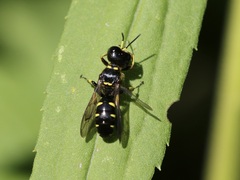 Ectemnius maculosus