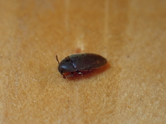Coleoptera