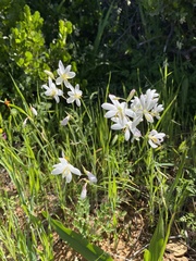 Hesperantha bachmannii