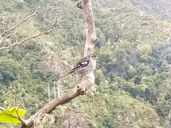 Fringilla coelebs maderensis