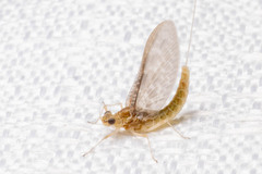 Callibaetis pictus