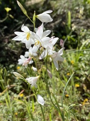 Hesperantha bachmannii