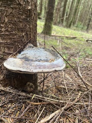 Fomitopsis pinicola