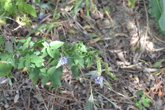 Veronica longifolia