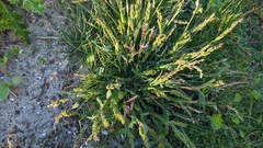 Echinochloa crus-galli