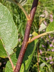 Salix