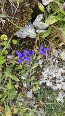 Gentianopsis ciliata ciliata