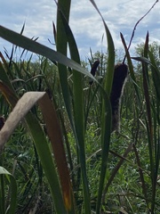 Typha