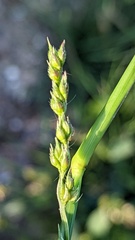 Echinochloa crus-galli