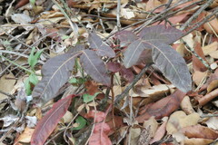 Pistacia terebinthus