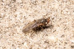 Sphaeroceroidea