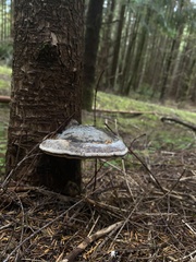 Fomitopsis pinicola