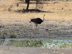 Struthio camelus massaicus