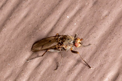 Sphaeroceroidea