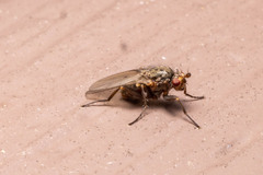 Sphaeroceroidea
