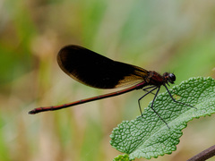 Calopteryx haemorrhoidalis