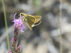 Hesperia leonardus pawnee