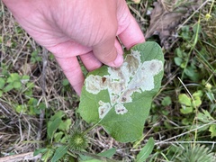 Calycomyza flavinotum