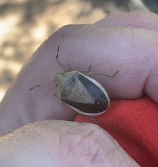 Chlorochroa osborni