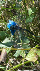 Aeshna tuberculifera