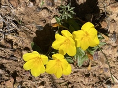 Moraea galaxia