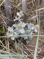 Eryngium maritimum