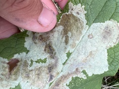 Calycomyza flavinotum