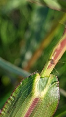 Echinochloa crus-galli