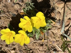 Moraea galaxia