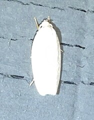 Antaeotricha albulella