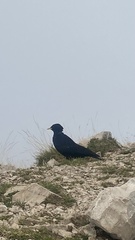 Pyrrhocorax graculus