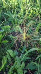 Panicum capillare