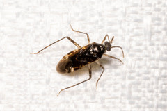 Eustictus
