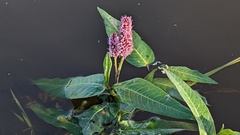 Persicaria amphibia