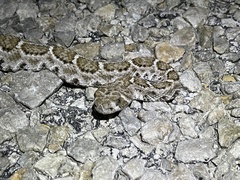 Crotalus atrox