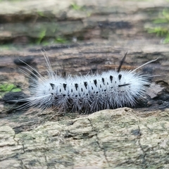 Lophocampa caryae