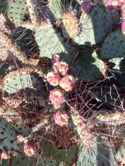 Opuntia