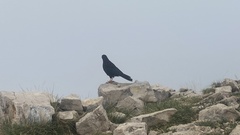 Pyrrhocorax graculus