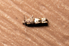 Eucosma parmatana