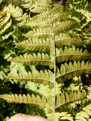 Dryopteris expansa