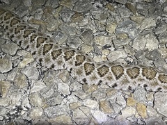 Crotalus atrox
