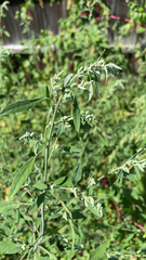 Chenopodium album