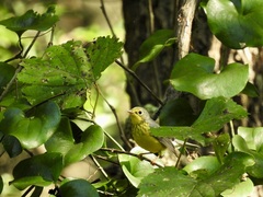 Cardellina canadensis
