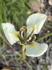Moraea tricuspidata