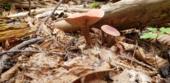 Lactarius camphoratus