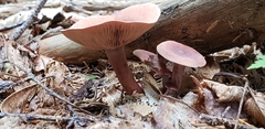 Lactarius camphoratus