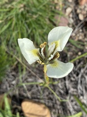 Moraea tricuspidata