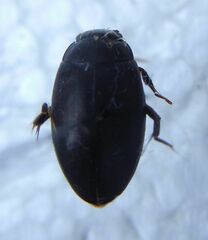 Agabinae