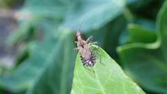 Himacerus mirmicoides