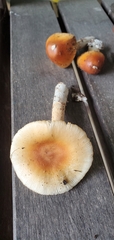 Amanita crocea